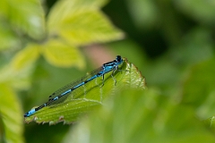 David Plant Photography - Wildlife Photography - Variable damselfly - M